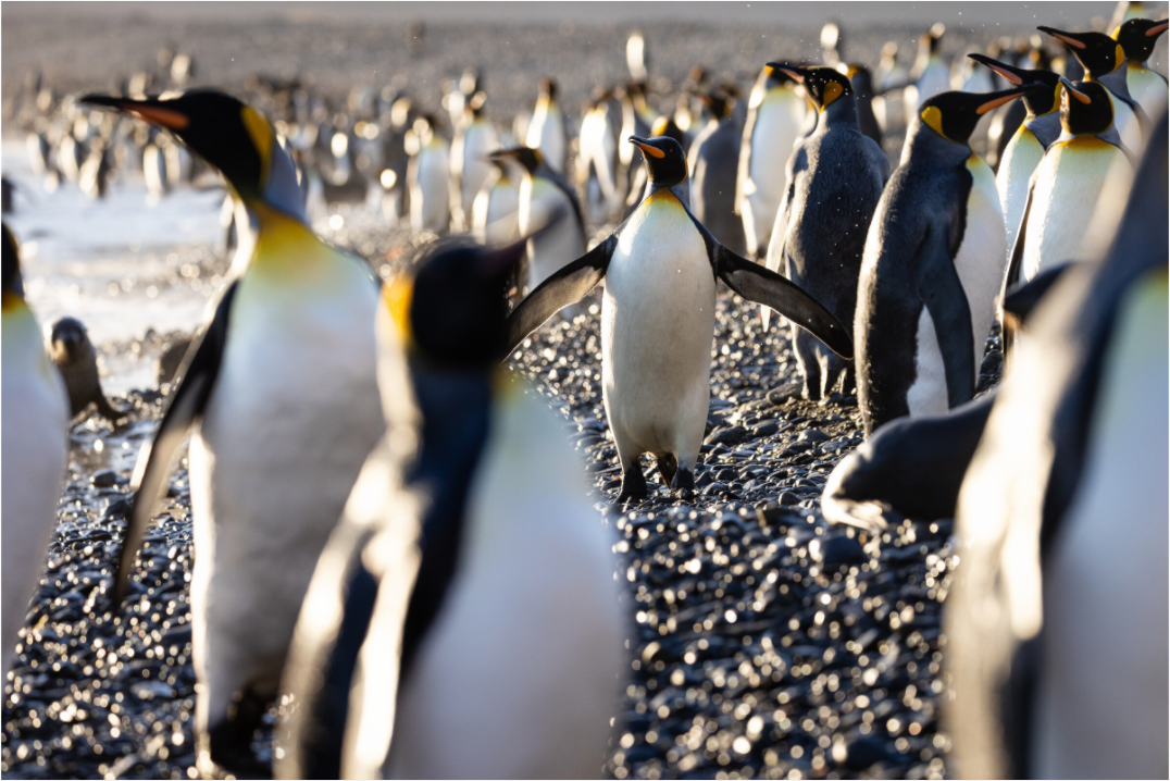 Morning Glow – King Penguin at Fortuna Bay