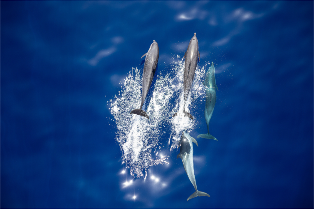 Ocean Companions – Dolphins Bow Riding in Tahiti